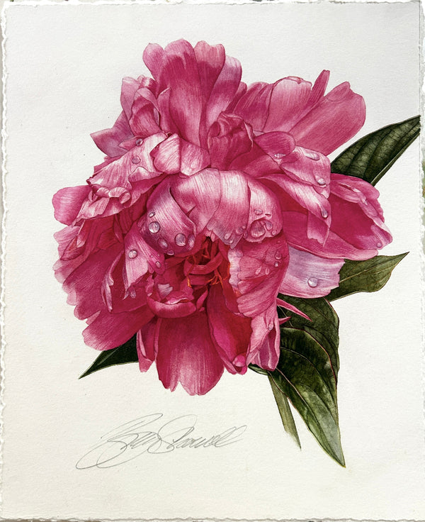 Deep Pink Peony- Original watercolour Copyright Billy Showell
