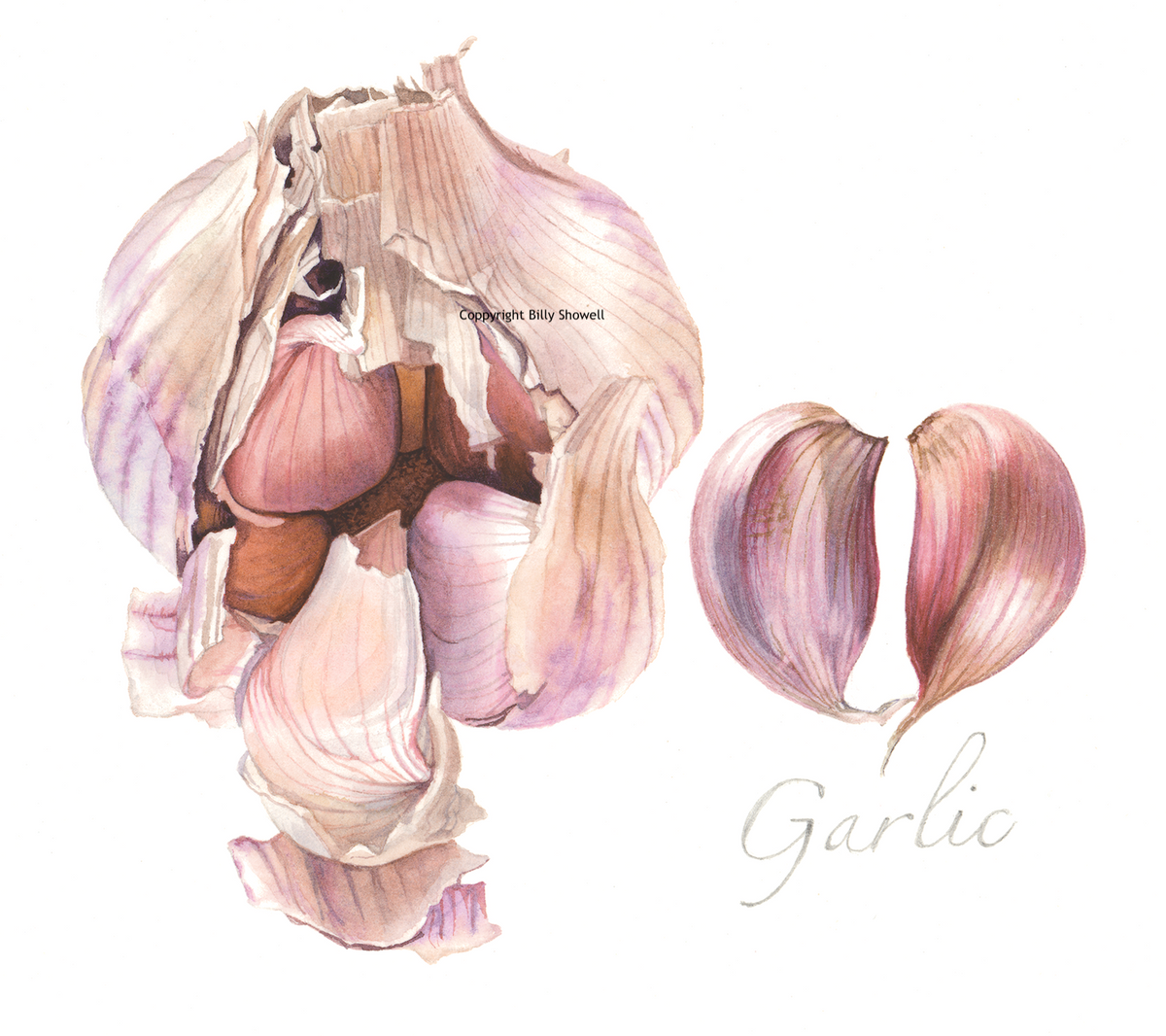 Garlic (Giclee print)