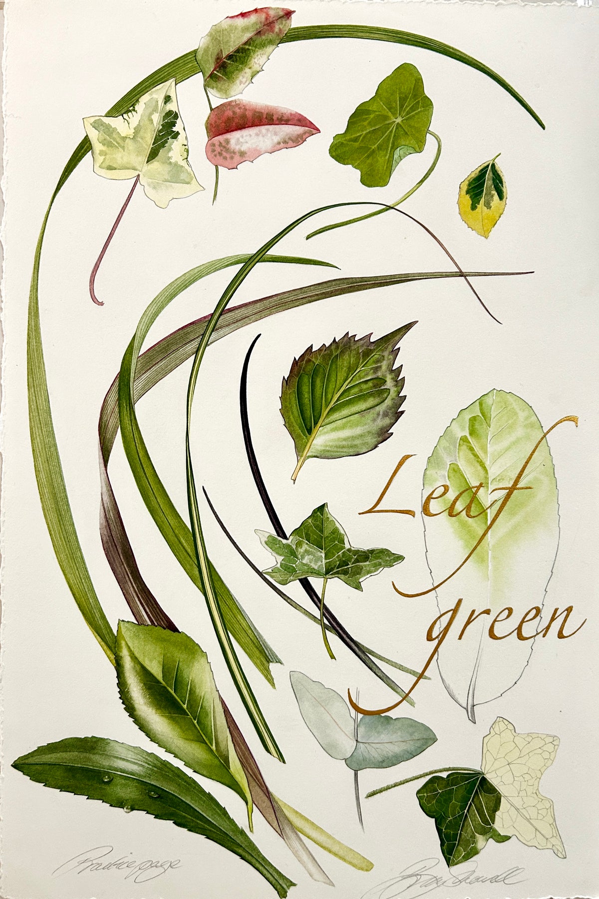 Leaf Green - An original painting of leaves from my archive drawer Copyright Billy Showell