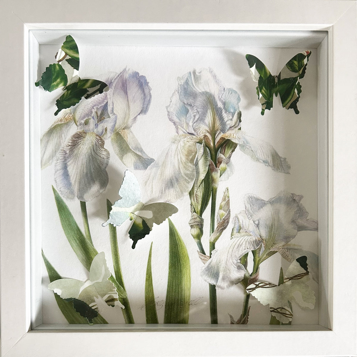 Box framed giclee signed print - Iris